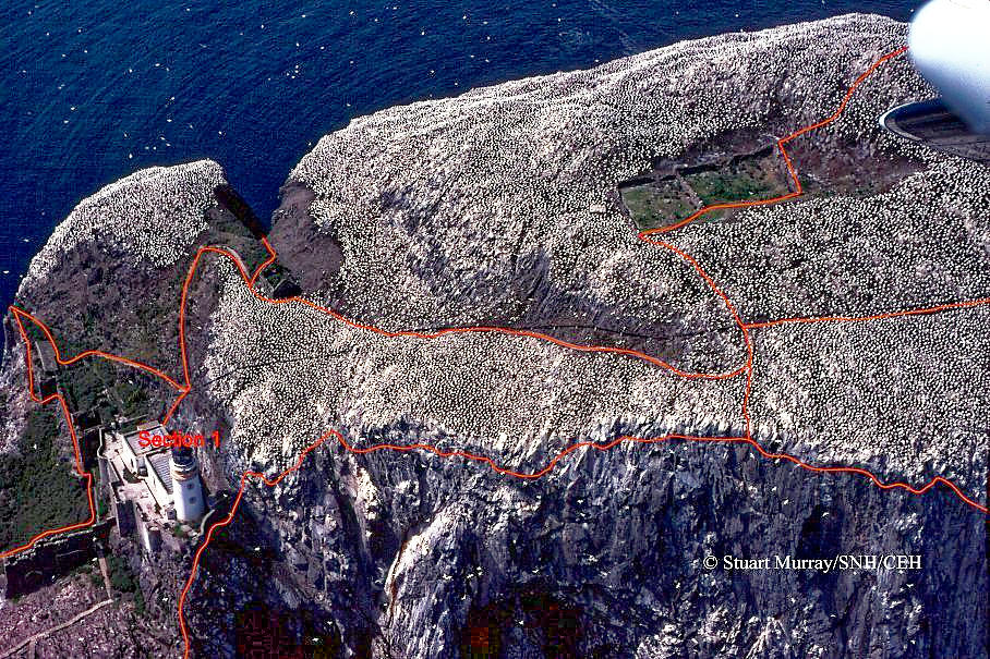 Aerial photo of the Gannets nesting on the Bass Rock