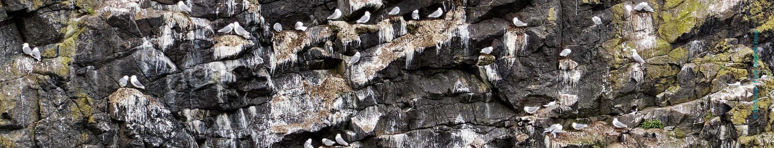 Section of cliff on Fidra with Kittiwake and Razorbill