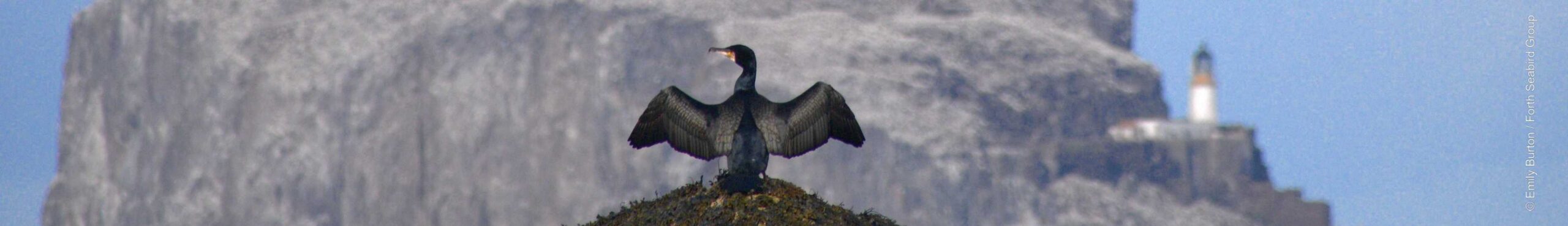 Cormorant with Bass Rock in the distance