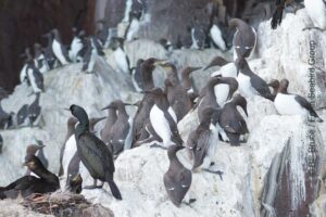Guillemots and Shags on the Bass Rock