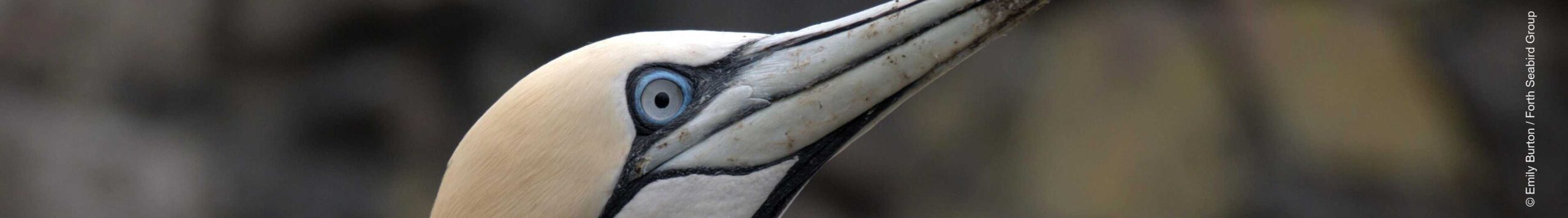 Close-up of gannet's head