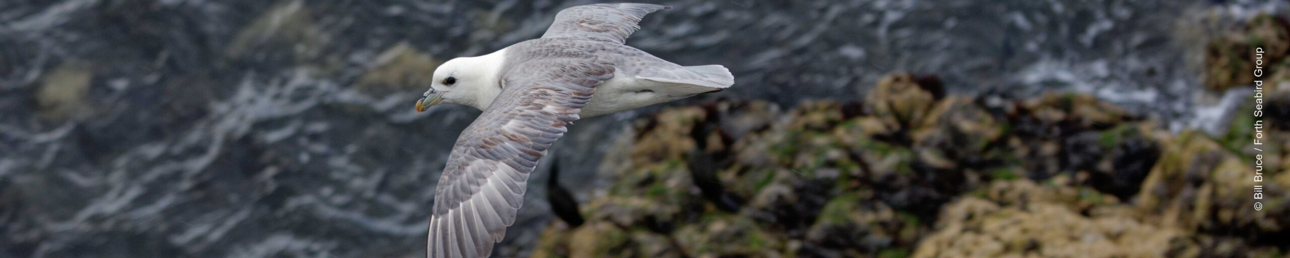 Fulmar flying past