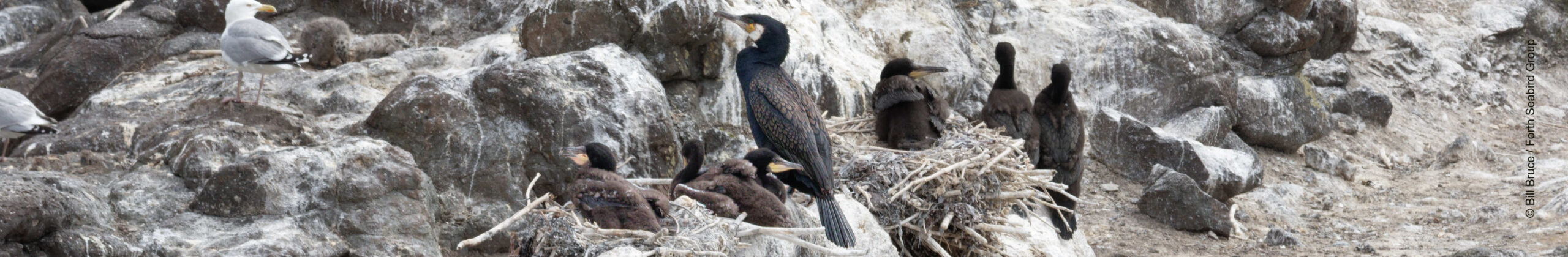 Cormorant nest on Inchkeith with chicks