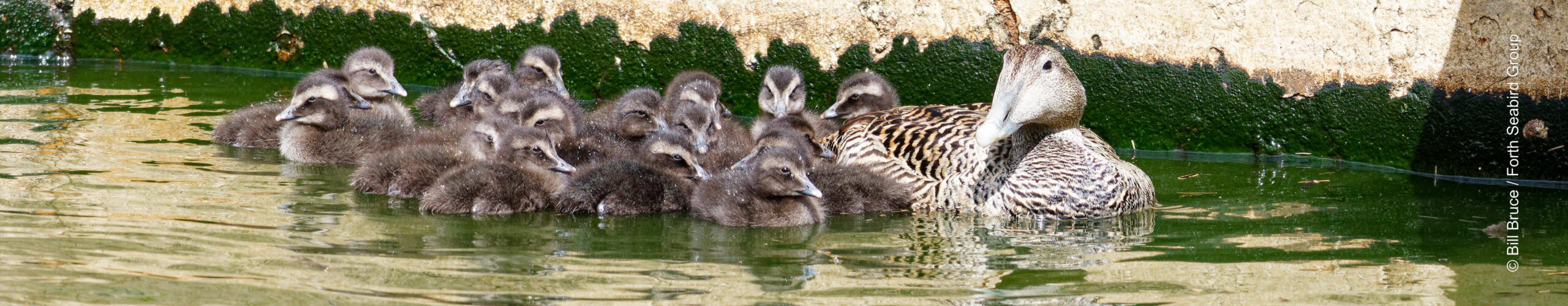 Eider duck with ducklings on Inchkeith