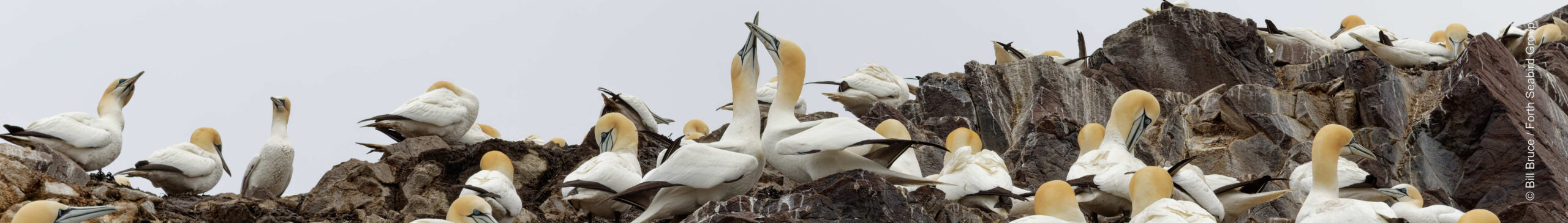 Gannets bill fencing on Bass Rock