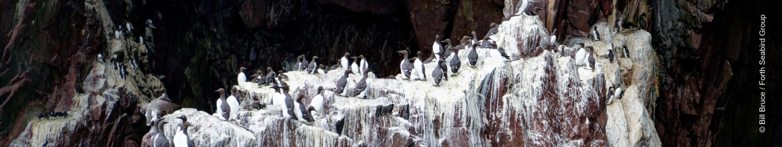 Guillemots in East Cave on Bass Rock