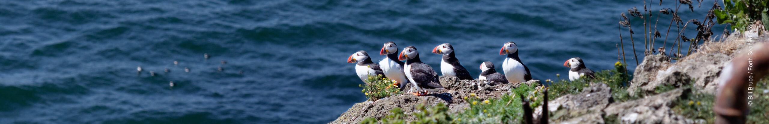 Group of Puffins on Inchkeith
