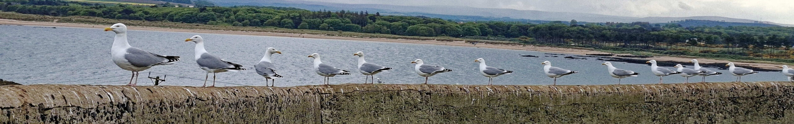 Herring gulls on Fidra, standing on the wall of the lower garden