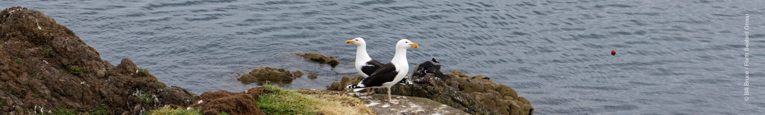Great Black-backed Gulls Inchkeith