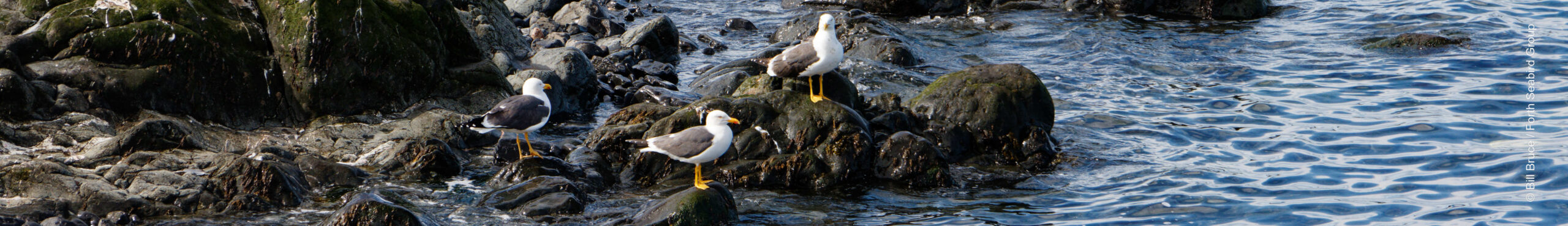 Lesser Black-backed Gulls on Fidra
