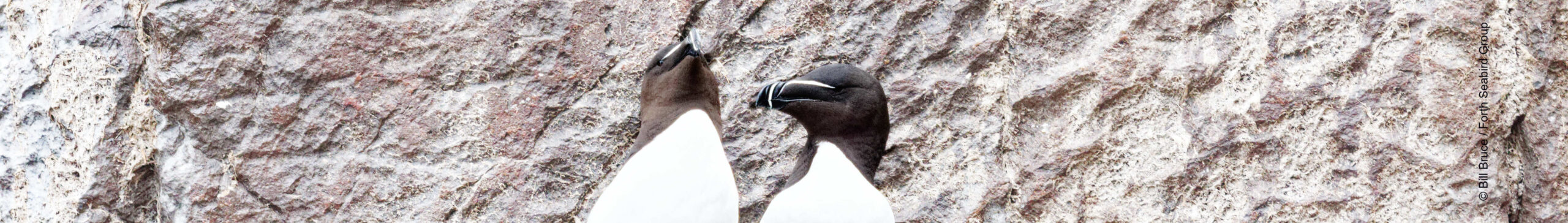 Razorbill on Bass Rock