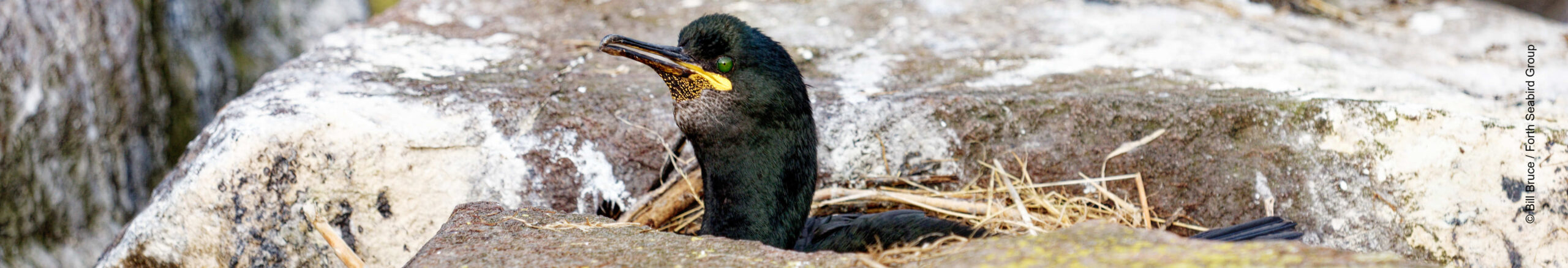 Shag sitting on nest, on Craigleith